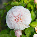 Heirloom Climbing Roses, Live Own Root Plant, CL Devoniensis by HeirloomRoses