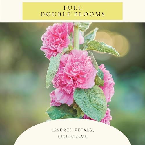 Sereniseed Double Mixed Hollyhock Seeds (1 oz) - Image 3