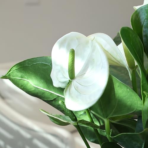 White Anthurium Live Plant (Approx. 11-14" Tall), Real Flowers/Unique House Plants in 4" Nursery Pot, Floral Desk Plant, Air Purifying Plants & Cool Gifts for Plant Lovers by Plants for Pets - Image 3