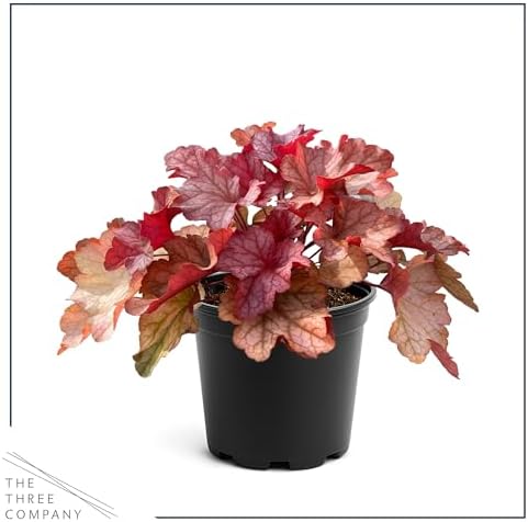 Heuchera (Coral Bells) - Shades of Red, Live Shade Perennial, 10" Tall by 6" Wide in 2 Qt Pot - Image 3