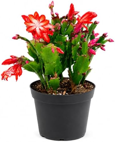 Christmas Cactus Live Plant, 8 Inch Rooted Indoor Holiday Houseplant by NYCitySucculents