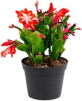 Christmas Cactus Live Plant, 8 Inch Rooted Indoor Holiday Houseplant by NYCitySucculents