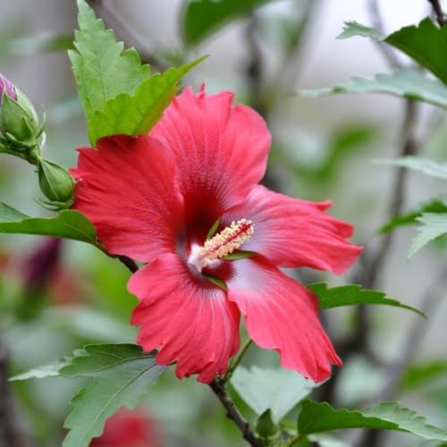Red Althea Rose of Sharon Plant Live, 6-10" Tall in Quart Pot - Image 3