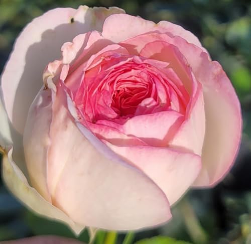 Ma Cherie Roses - Eden Rose Climbing Rose Live Plant, Rose Bushes Ready to Plant, Potted 2 Quart, Live Outdoor Plants, Pink Climbing Rose, Plant Gifts, Live Plants Outdoor, Roses Live Plants - Image 6