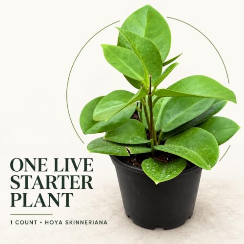 Hoya Skinneriana Live Plant | Hoya Cuttings Starter Plants - Image 6
