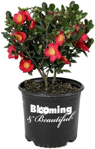 Yuletide Camellia, Live Evergreen Flowering Shrub, 3 Gallon by BloomingBeautiful