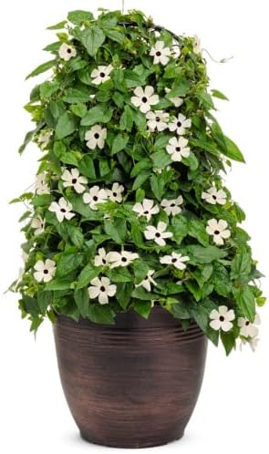 Park Seed White Black-Eyed Susan Vine Thunbergia – Pack of 25 - Image 5