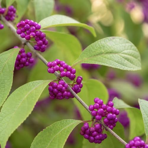Beautyberry | 5 Large 4 Inch Pots | Callicarpa Americana, Fast-Growing Shrub, Vibrant Purple Berries, Attracts Birds, Ornamental Foliage, Low Maintenance, Perfect for Gardens - Image 3