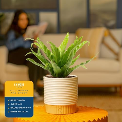 Costa Farms Bird's Nest Fern, Live Indoor Plant, Easy Care, Home Decor - Image 5