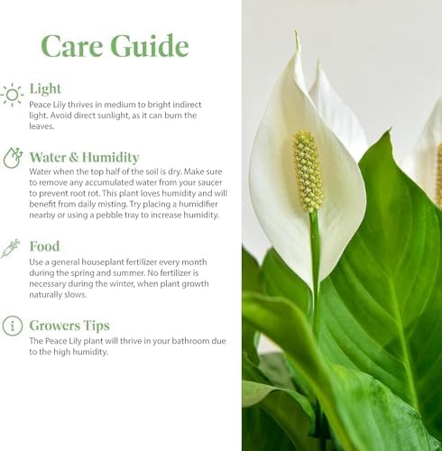 American Plant Exchange Peace Lily 'Domino' Variegated– 6-Inch with Pot Cover, 1-2 Ft Tall, Live Indoor Flowering Houseplant, Easy Care, Low Light, Housewarming, Sympathy, or Party Gift - Image 6
