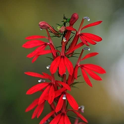 Cardinal Flower, a Great Live Pond Plant for Your Water Garden. Filters koi and Goldfish Ponds. Good for Bogs, Plant Shelf or Shallow Water This marginal Aquatic is a Real Beauty - Image 4
