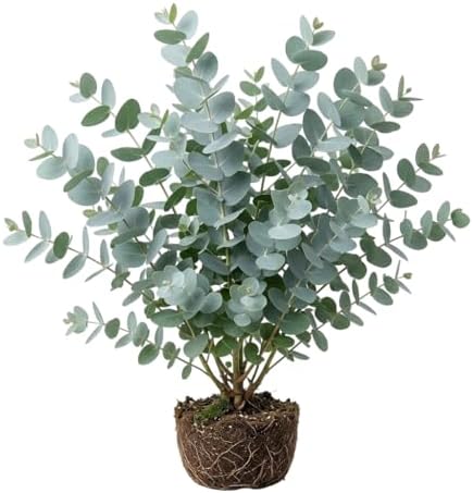 Silver Dollar Eucalyptus Plant Ornamental Eucalyptus Tree, Fragrant Leaves,Silver Dollar Trees 4-6" Tall 4" Pot by Unknown