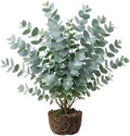 Silver Dollar Eucalyptus Plant Ornamental Eucalyptus Tree, Fragrant Leaves,Silver Dollar Trees 4-6" Tall 4" Pot by Unknown