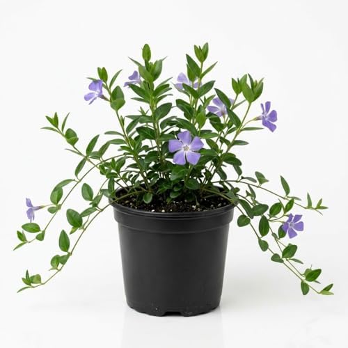 Vinca Minor Ground Cover Plants, Periwinkle Plants Live, 4 Inch Pot, Evergreen Groundcover Vine with Purple Flowers by GINGERGLOW