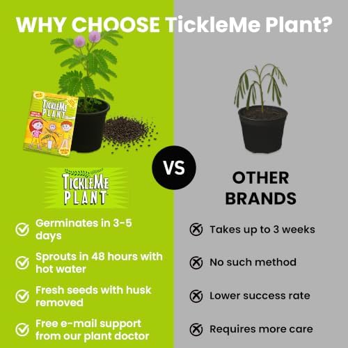 Seeds 4-Pack –Grow Real Plants that Close When Touched - Image 5
