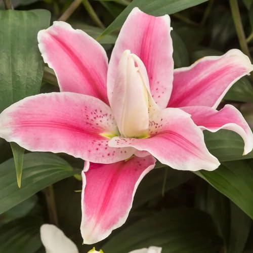 Votaniki Double Lily Sweet Rosy - Perennial & Fragrant Flowers, Oriental Lily (Lily Sweet Rosy) Bulbs for Planting | Summer Flowering Bulbs - Easy to Grow (4 Pack) - Image 3