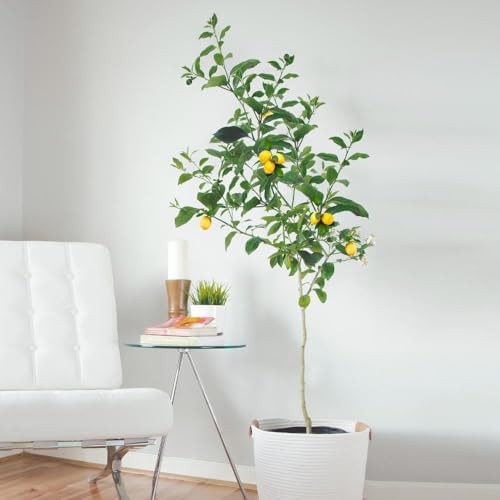 Brighter Blooms Meyer Lemon Tree, 1-2 ft. - Image 2
