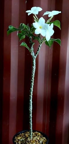 Plumeria Pudica Live Plant, 1 Foot Tall, Bare Root by Exotic-Succulent-Collection by Unknown