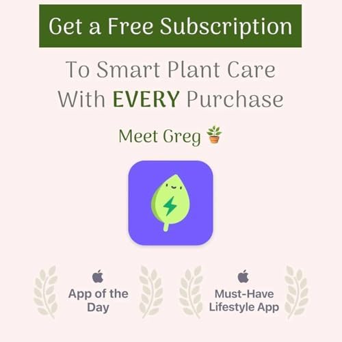 American Plant Exchange Golden Pothos 4-Inch Pot – Easy-Care Trailing Houseplant, Air-Purifying Vine for Home & Office, Low-Maintenance Indoor Plant for Hanging Baskets & Shelves - Image 6