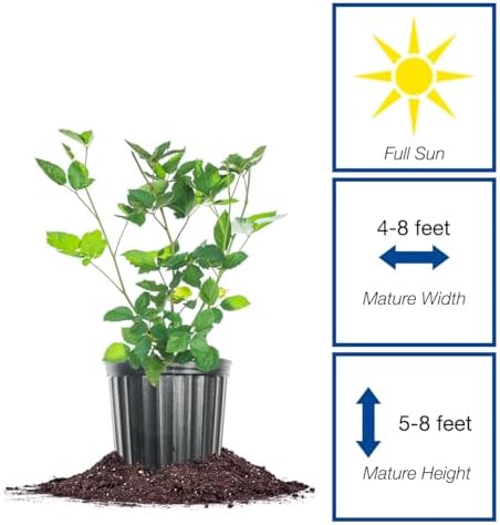 Perfect Plants Apache Thornless BlackBerry Bush, 3 Gallon, Live Plant - Image 2