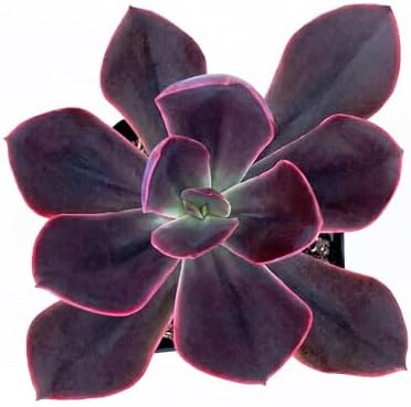 2-in Live Succulent Plants Echeveria Rob Roy, Easy Care & Drought Tolerant by TNG