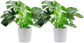 Costa Farms Monstera, Live Indoor Plant, Tropical Plant, Home Decor by Unknown