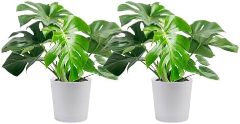 Costa Farms Monstera, Live Indoor Plant, Tropical Plant, Home Decor by Unknown