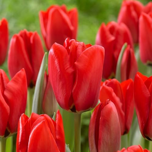 Garden State Bulb Darwin Hybrid Red Impression Tulip Bulbs, 12/+ cm (Bag of 25) by GardenStateBulbCo