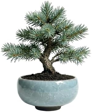 Buzzy Seeds Bonsai Tree Grow Kit 4-Pack, Ceramic Pots, Pine and Spruce - Image 2