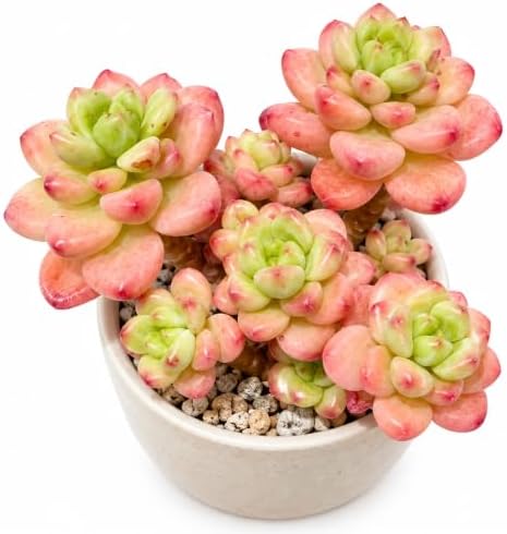 Sedeveria 'Shangri La' Live Succulent Plant 3-3.5", Bare Root, No Pot or Soil, Easy Care Hybrid Succulent for Decorative Containers, Indoor Displays, Rock Gardens & Plant Collections by THEONEBLOOM