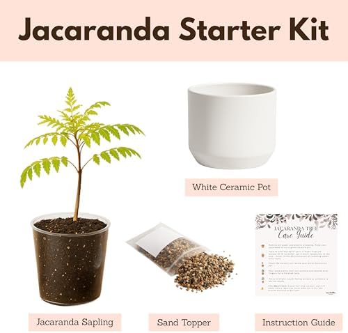 Jacaranda Tree Plant Live, Blue Flowering Bonsai Starter - Image 3