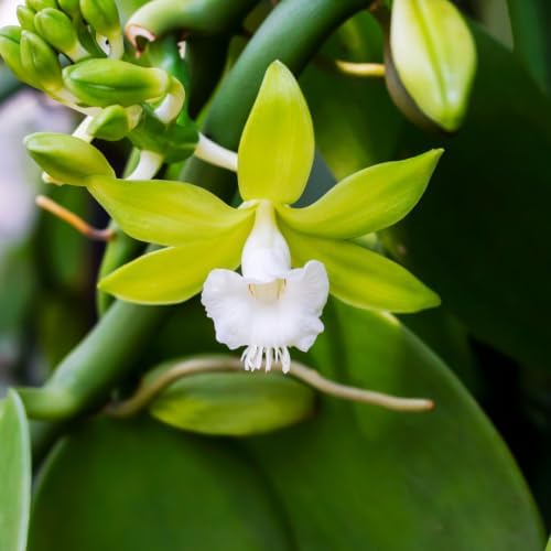 Vanilla Bean Vine Plant Live, 3 to 5 Inches Tall, Climbing Tropical Plant - Image 3
