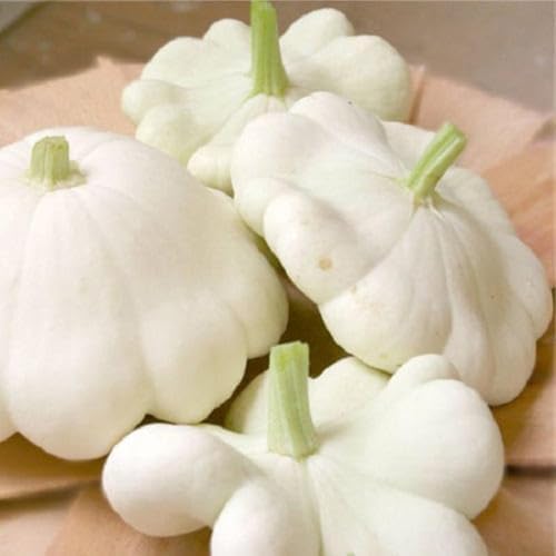 5 Species Summer Squash Mix Seeds - 120+ Count - for 2026 Planting Heirloom Yellow Squash, Grey, Golden, Black Beauty Zucchini, White Patty Pan Vegetable Grow Your Own Home Farm Patio - Image 6