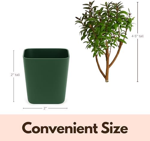 Myrtle Plant Live, Dwarf Myrtus Communis Bonsai Starter, 2-Inch Pot, 5-Pack - Image 7