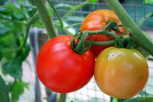 Live Tomato Plants Better Boy Red 4" Set of 4 - Image 5