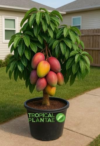Grafted Haden Mango Tree – Live Tropical Fruit Tree – Classic Premium Variety – USDA Certified by Unknown