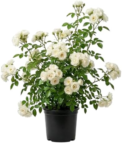 Climbing Roses Live Plants 5-8 "Tall 3" Pot, Heirloom Roses Climber Repeat Flowering, Vibrant Blooms, Hardy Shrub Outdoor Garden Flower (White) by Unknown