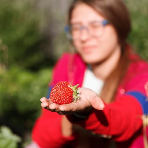 Seascape Strawberry Plants - Great for Planters - Day Neutral (Heavy Producer) - Bare Root Strawberry Plants from Hand Picked Nursery (10) - Image 5