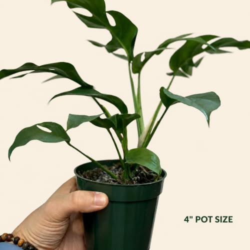 Mini Monstera Live Plant, 4 Inch Rare Rhaphidophora Tetrasperma - Image 3