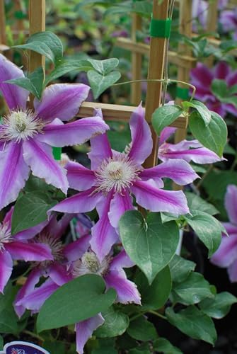 Perennial Farm Clematis 'Dr. Ruppel' Hybrid – Live Flowering Vine in 4 Quart Container, Large Rose-Pink Blooms with Deep Pink Stripes, Long Blooming, Ideal for Trellises, Arbors & Garden Fences - Image 3