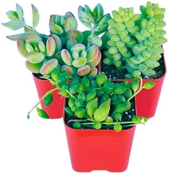 Succulents Plants Live 3-Pack of 2 Hanging Plants Starter Pack, Live Succulent Plants Fully Rooted in Planter Pots with Succulent Soil Mix by The Succulent Cult - Image 3