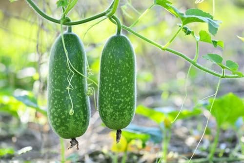 Fuzzy Hair Melon Seeds - 60+ Count - for 2026 Planting Wax Gourd Fuzzy Hair Hairy Squash Chi Qua Mo Gwa Mokwa Winter Ash Asian Vegetable Grow Your Own Home Farm Patio Healthy - Image 2