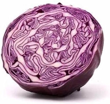 Cabbage Red Rock (25+ Seed Pack) - COOL BEANS N SPROUTS Brand - Non-GMO - Home Gardening - Image 2