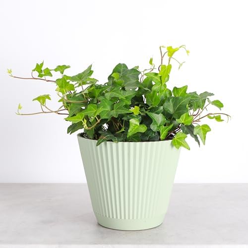 Live Hahn's Green Ivy Plant, Vining Indoor Plant, 6" Pot - Image 4