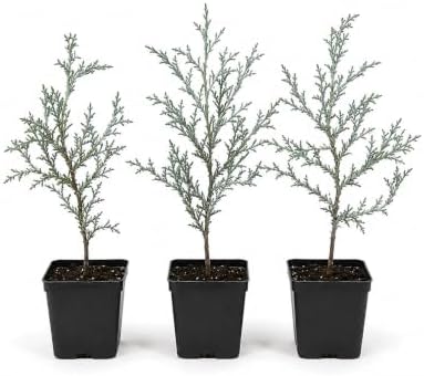 10 Carolina Sapphire Arizona Cypress Trees - 6-12" Tall Live Plants Potted - Image 2