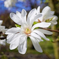 Star Magnolia Tree Plant Live, Cold Hardy Flower Tree, 6-12 Inch Tall by UIOTER