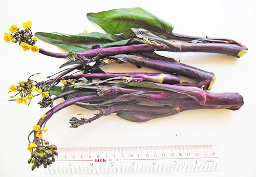 Hon Tsai Tai Purple Yu Choy Sum Seeds - 500+ Count & 5000+ Green Yu Choy Sum 70D - for 2026 Planting Hong Caitai Red Chinese Flowering Cabbage Moss Bok Choi Asian Vegetable - Image 5