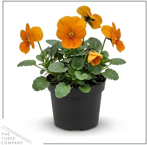 Pansy - Orange (4 Pack), Live Winter Flowering Annual, Beautiful Winter Color, 6" Tall by 4" Wide in 1 Pt Pot - Image 3