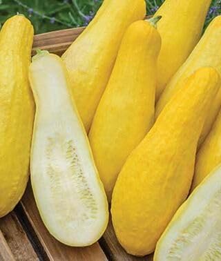 Black and Yellow Summer Squash Seeds Mix - Combination Pack Seeds - 50+ Count - for 2026 Planting Black Beauty Zucchini Straightneck Summer Squash Bundle Assortment Kit Collection - Image 3