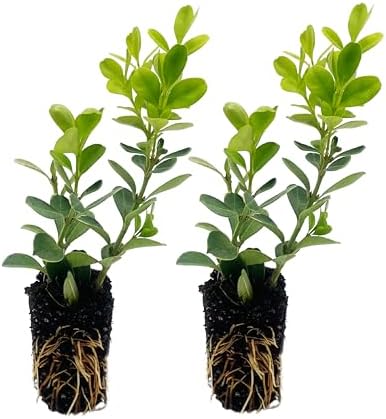 ragnaroc Japanese Boxwood 2-4" (Buxus microphylla VAR. Japonica) 2ct - Live Plant for Indoor Outdoor Use, Garden & Landscaping - Live Arrival Guaranteed by ragnaroc